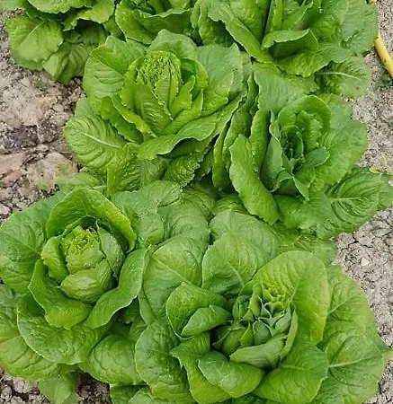 Séjour à la ferme Fiore Di Campo