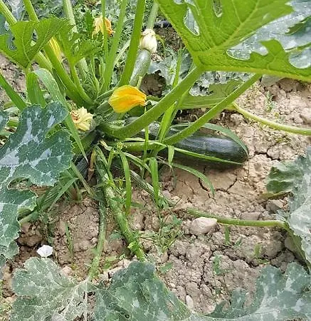 Fiore Di Campo * Fermo